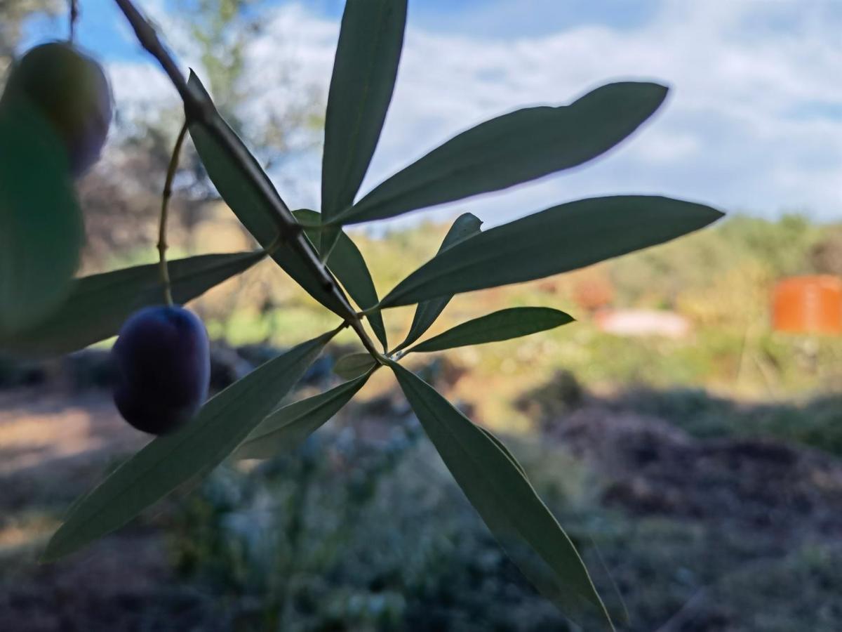 Tresnuraghes La Corte Degli Ulivi - Albergo Rurale מראה חיצוני תמונה